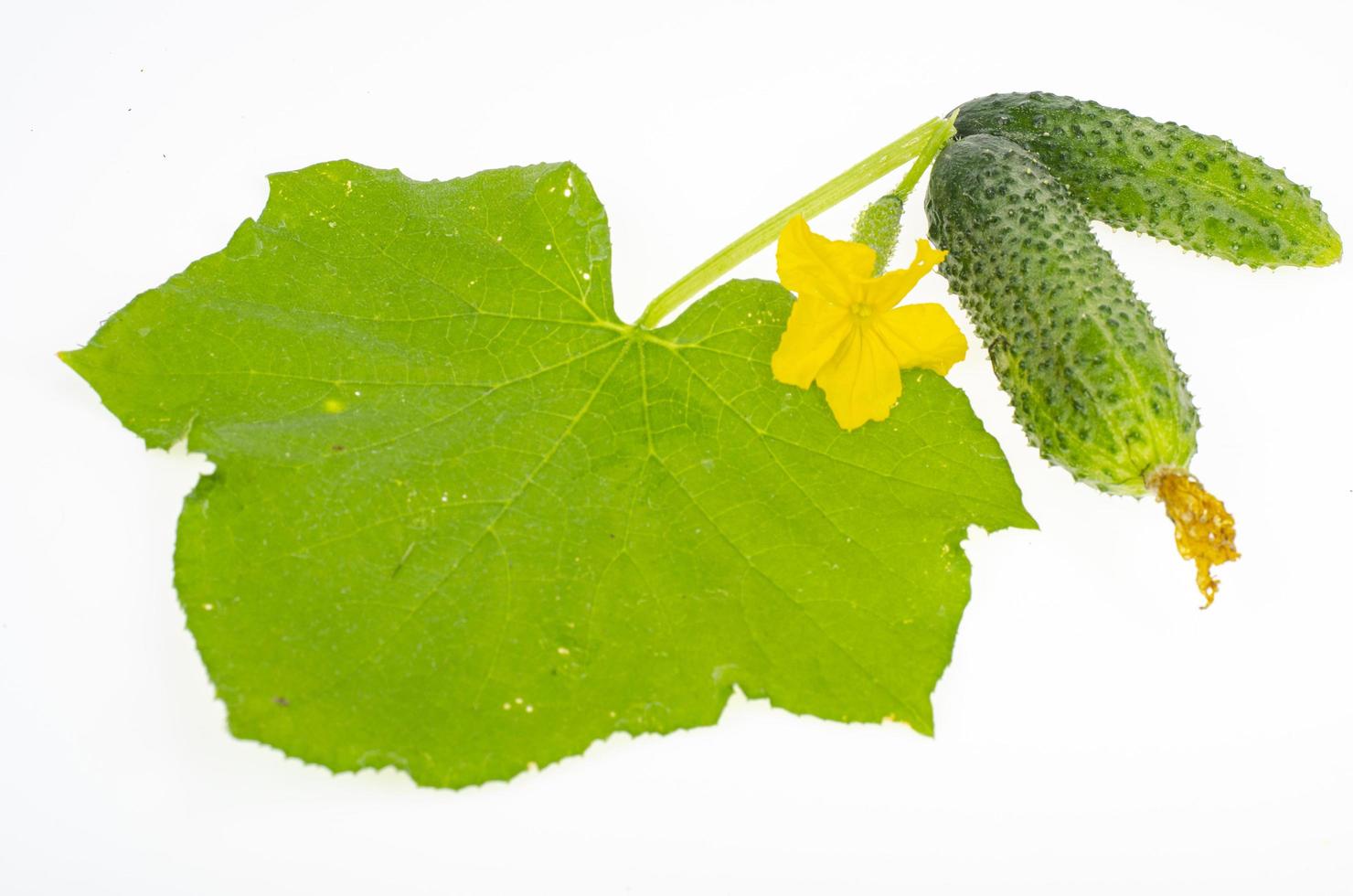 hoja verde y fruto de pepino fresco aislado sobre fondo blanco. foto de estudio