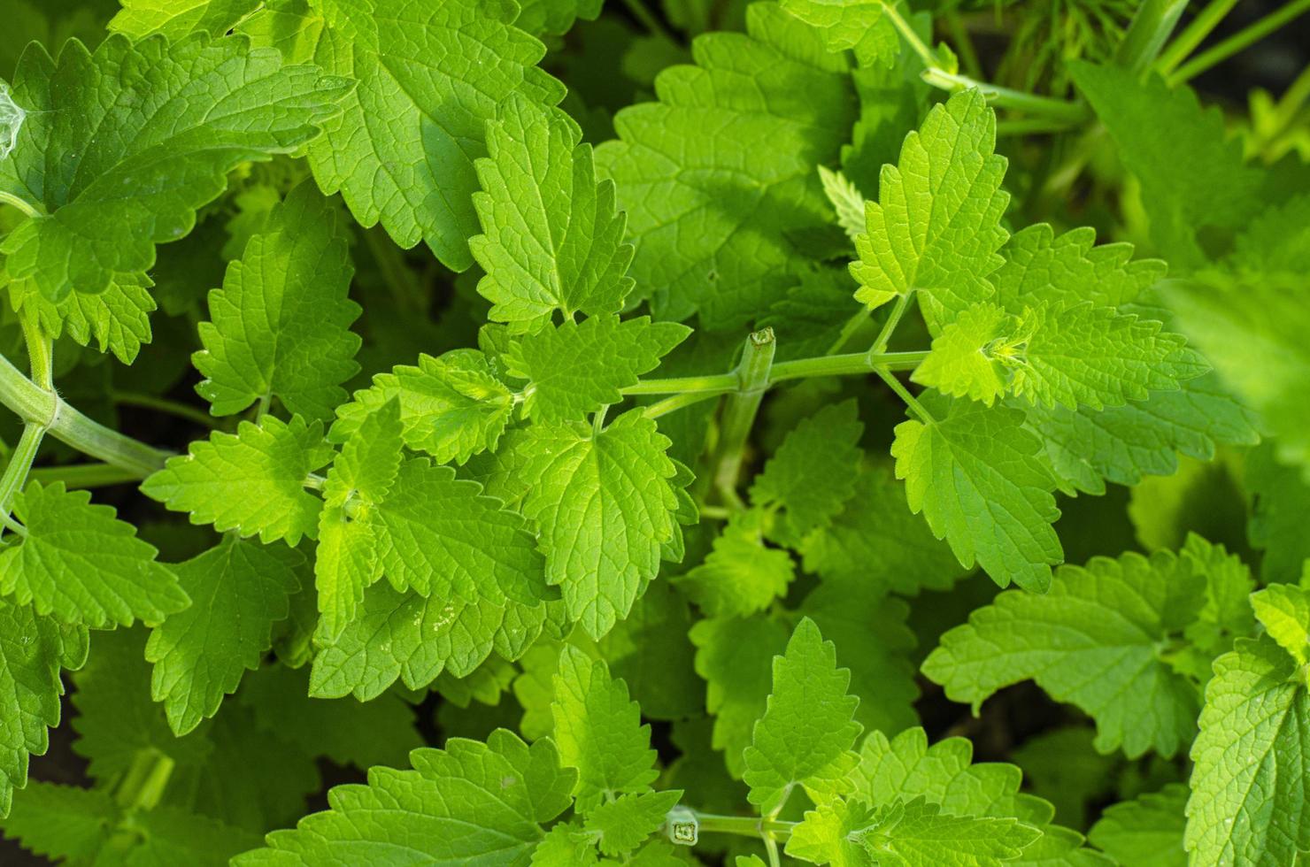 Fresh garden herb Melissa officinalis. Studio Photo