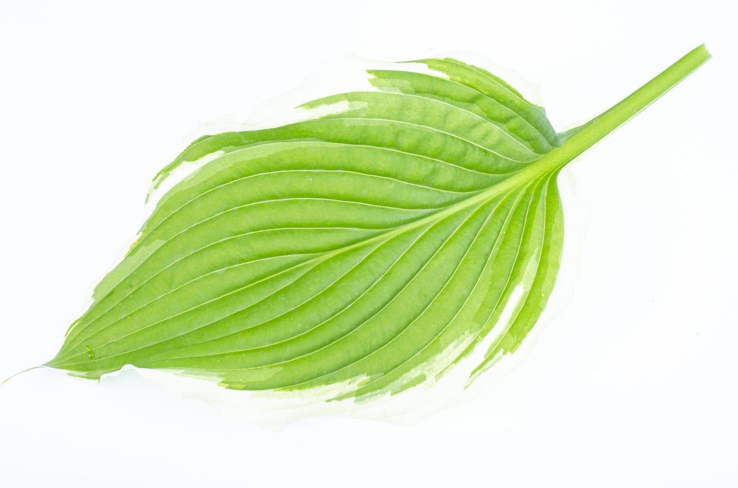 Various varieties of hosta leaves isolated on white background. Studio Photo. photo