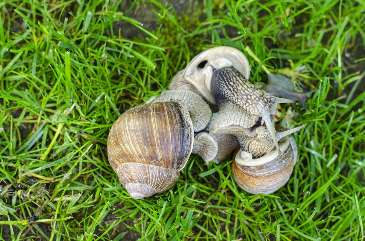 Grape snails on green grass. Studio Photo