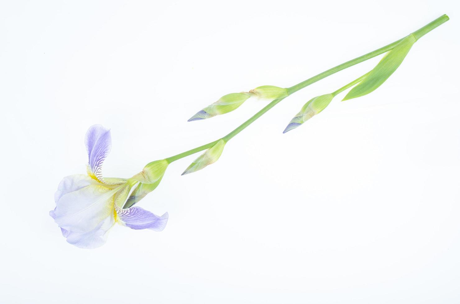 Delicate blue flower of garden iris on white background. Studio Photo. photo