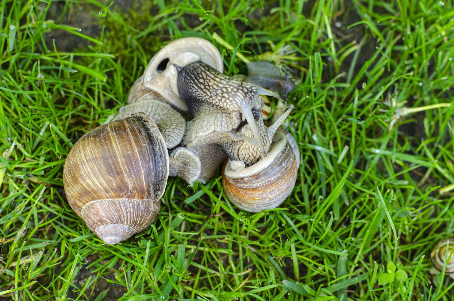 caracoles de uva sobre la hierba verde. foto de estudio