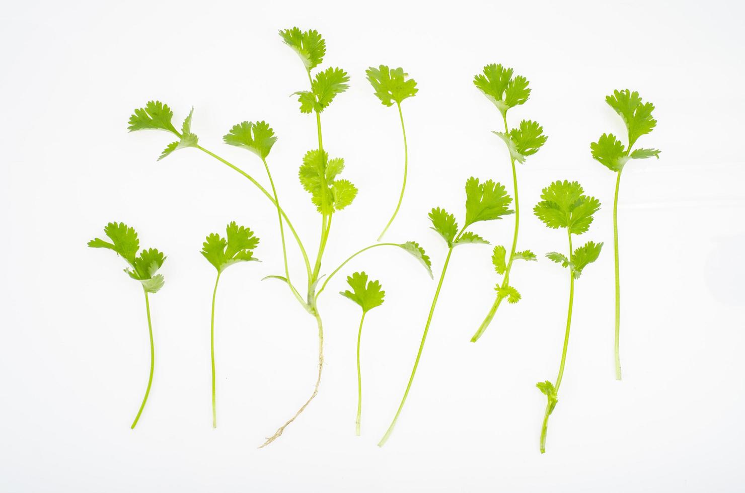 green coriander shoot isolated on white background. Studio photo