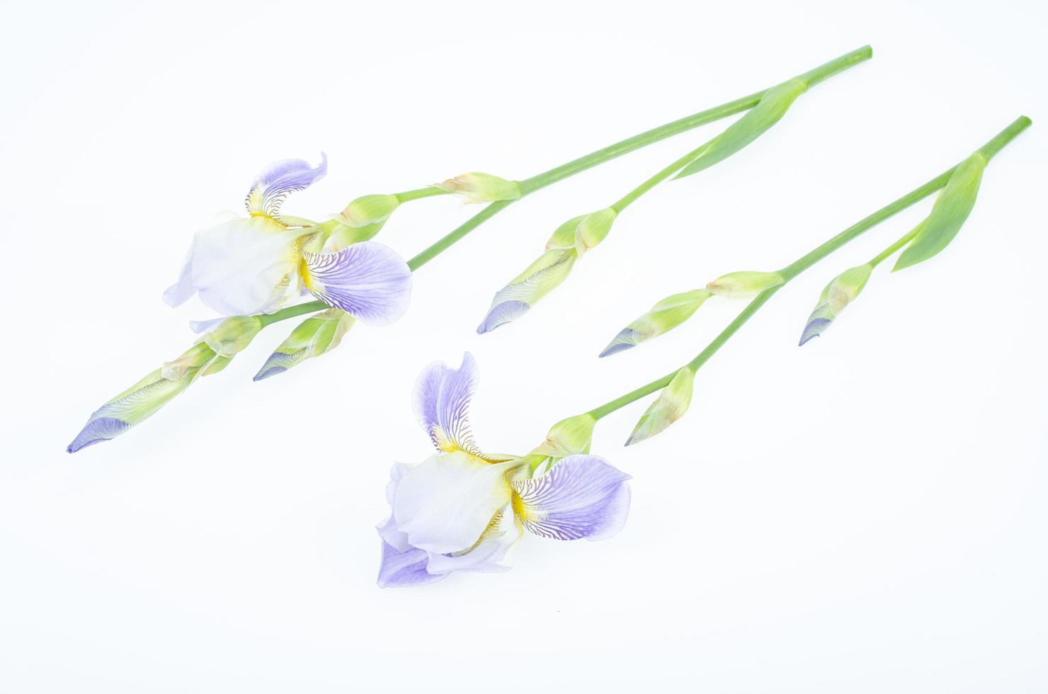 Delicate blue flower of garden iris on white background. Studio Photo. photo