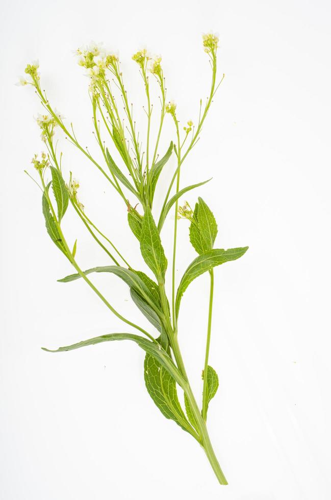 Wild-growing meadow plants and herbs on white background. Studio Photo. photo