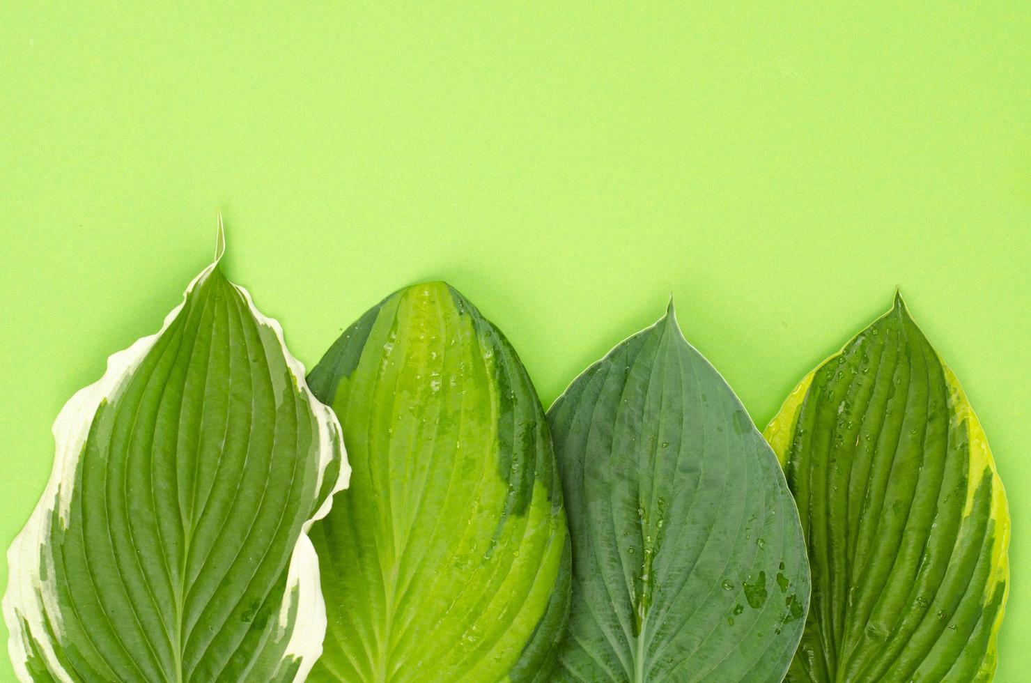 Background, postcard, banner from decorative hosta leaves. Studio Photo