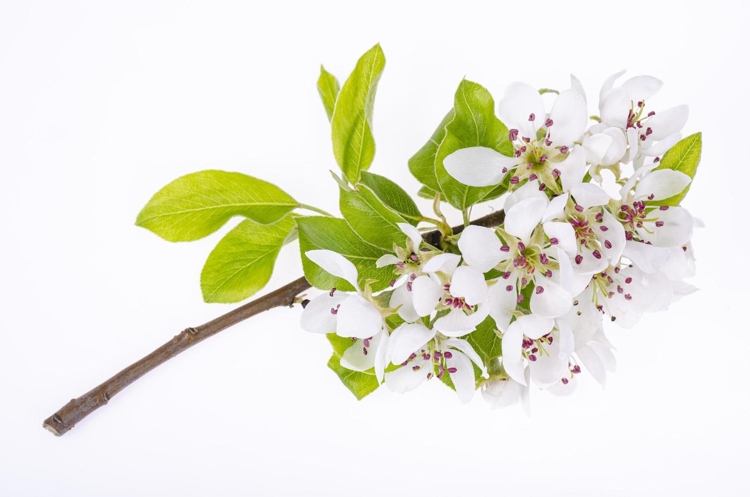 Branch of an apple tree blooming with white flowers. Studio Photo