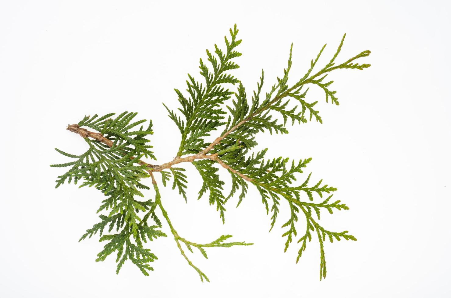 Thuja occidentalis green branch isolated on white background. Studio Photo