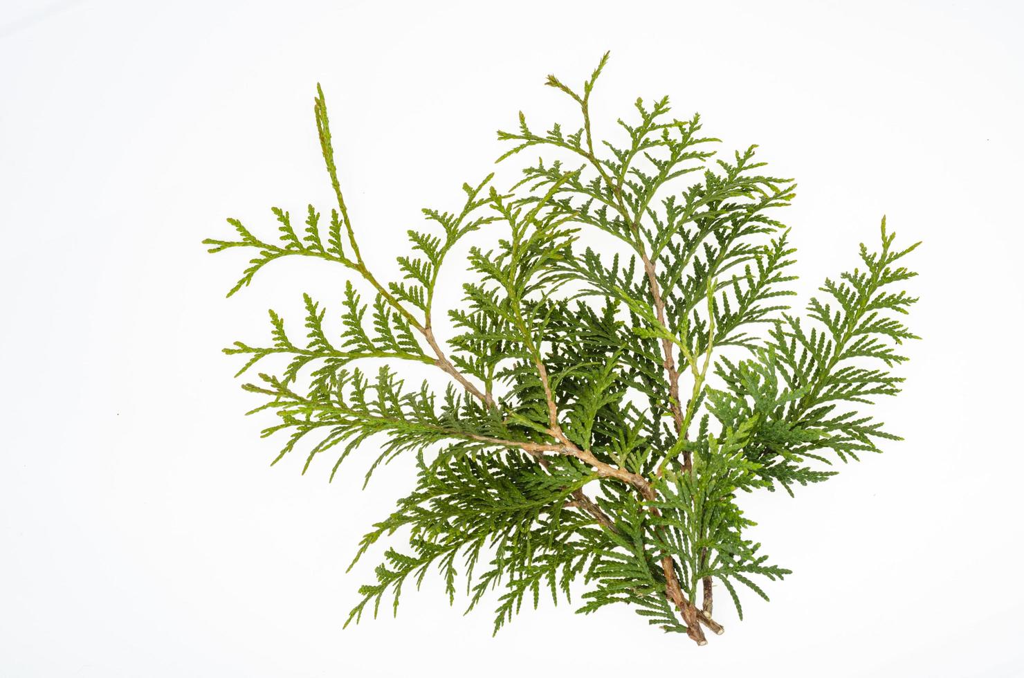 Thuja occidentalis green branch isolated on white background. Studio Photo