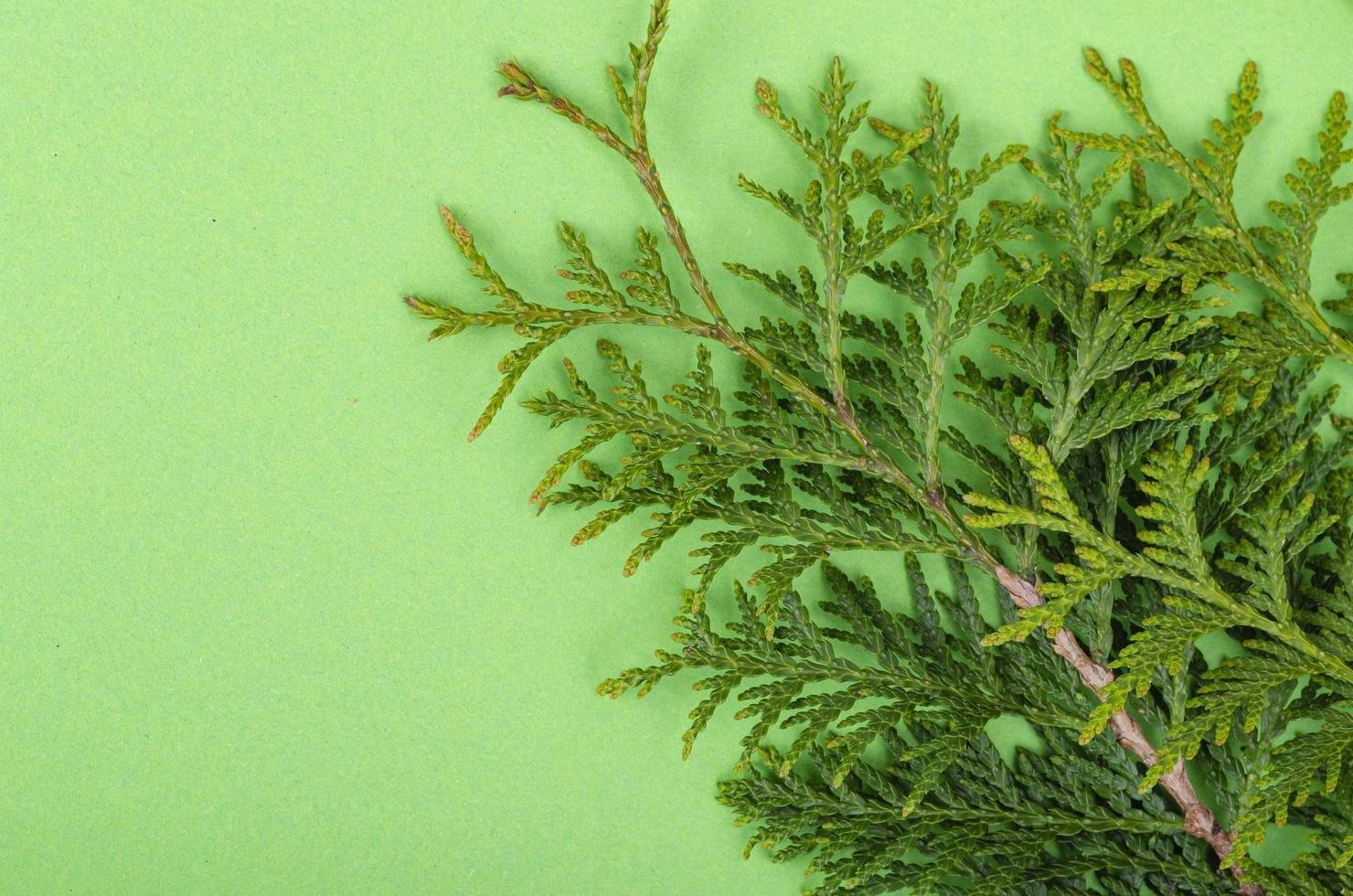 Thuja occidentalis branch on bright green background. Studio Photo