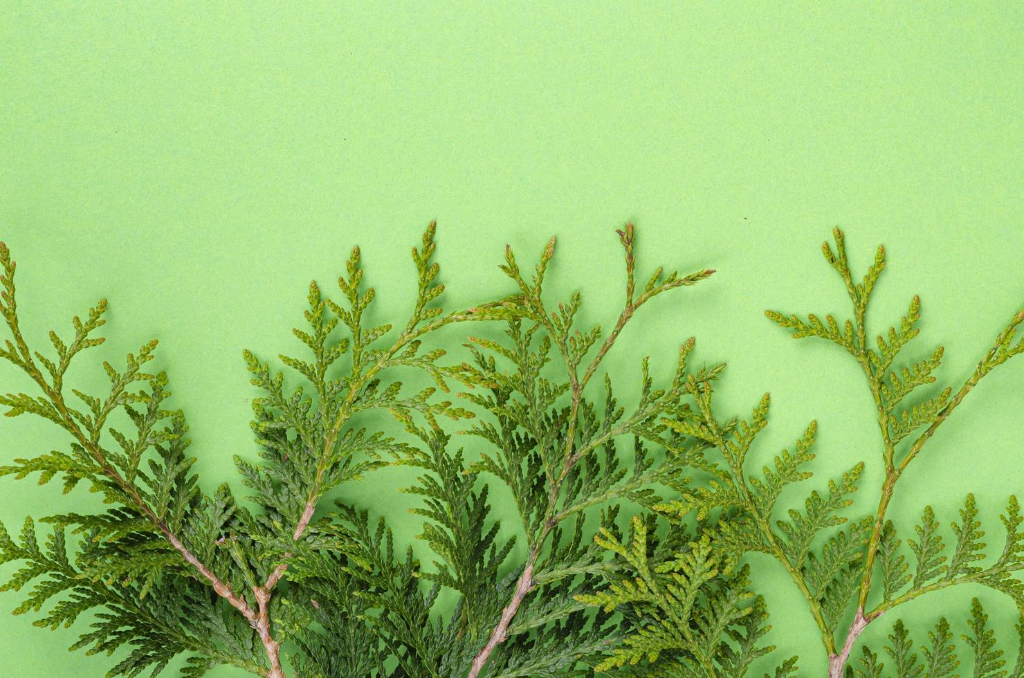 Thuja occidentalis branch on bright green background. Studio Photo