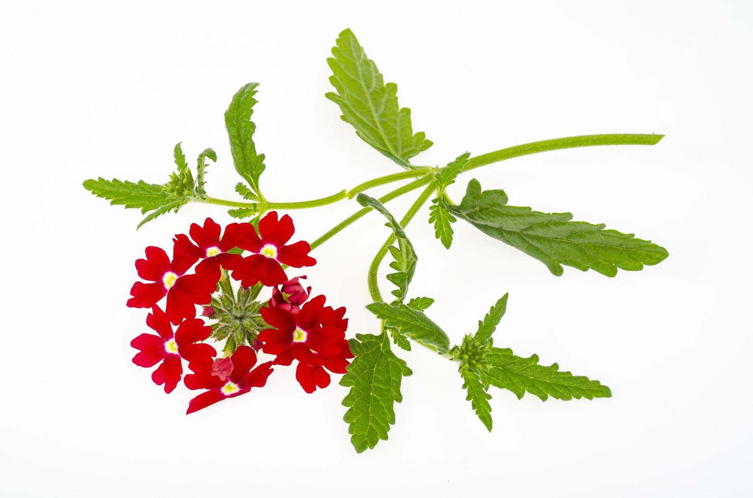 Red flowers Verbena canadensis on white background. Studio Photo