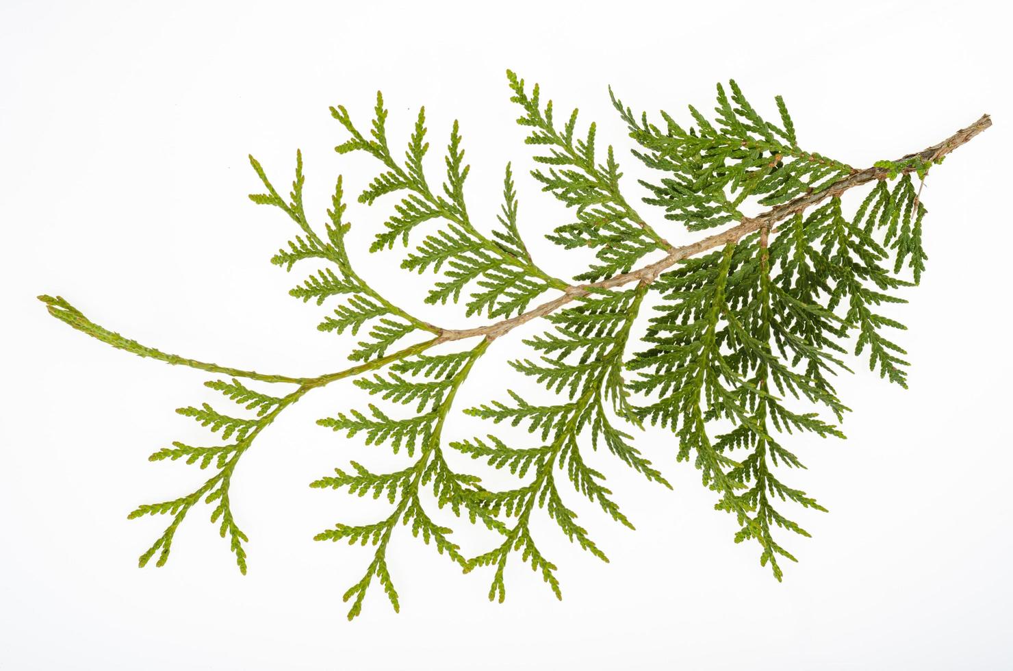 Thuja occidentalis green branch isolated on white background. Studio Photo