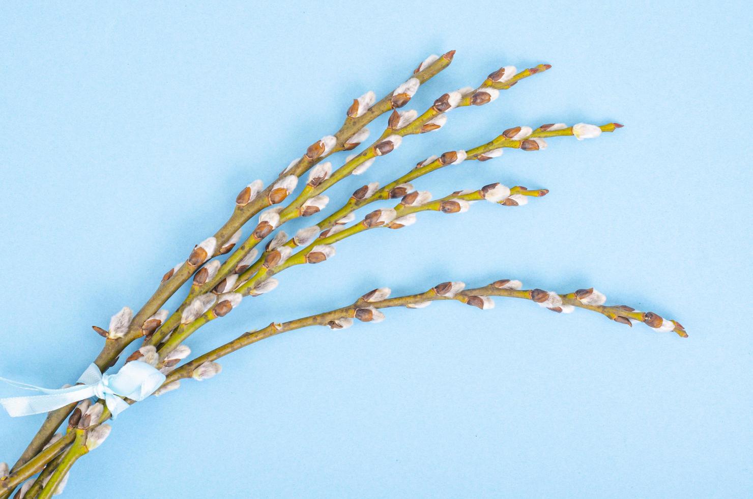 Pussy willow branches on blue background. Photo