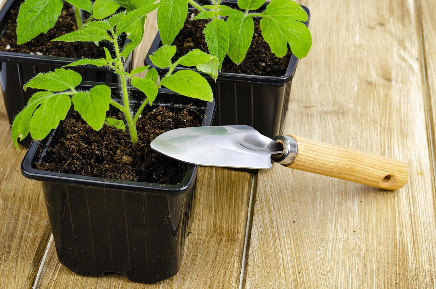 Green seedlings of tomatoes growing in ground in seedling containers photo