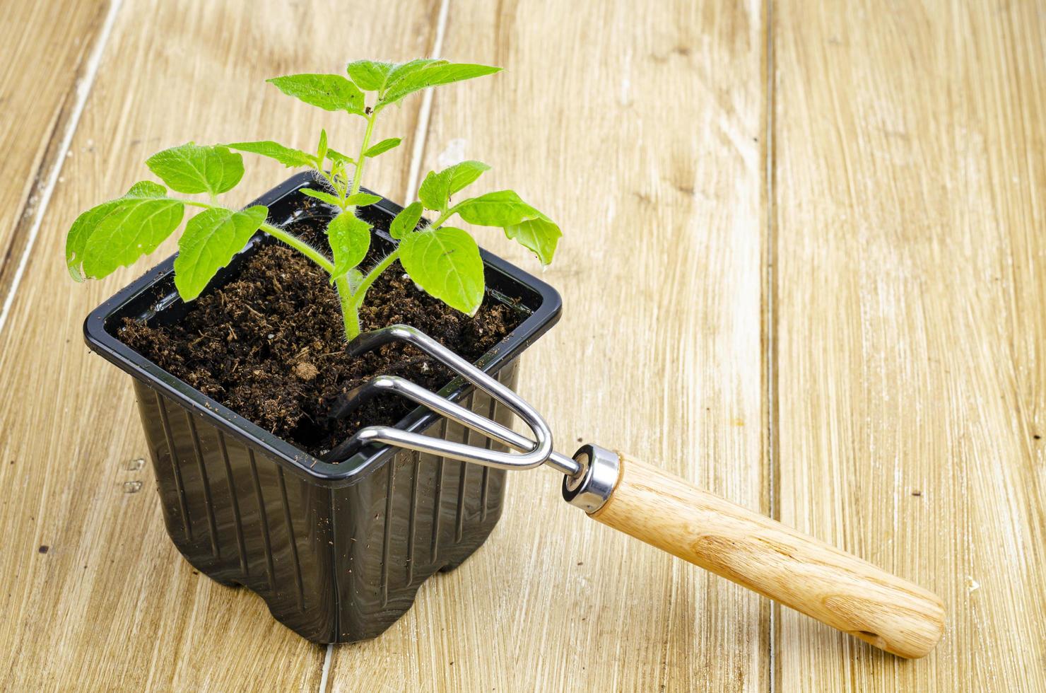 Plántulas verdes de tomates que crecen en el suelo en contenedores de plántulas foto