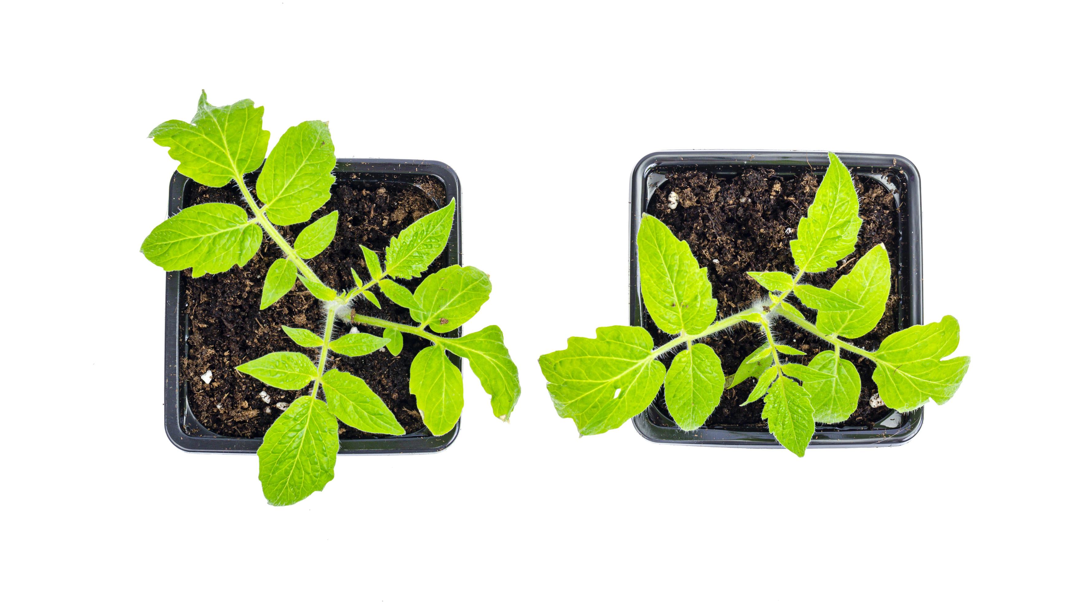 Green seedlings of tomatoes growing in ground in seedling containers