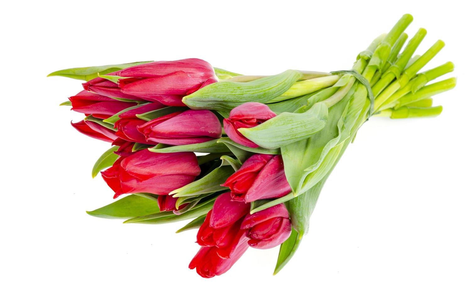Ramo de tulipanes rojos de primavera fresca sobre fondo blanco. 4418230  Foto de stock en Vecteezy