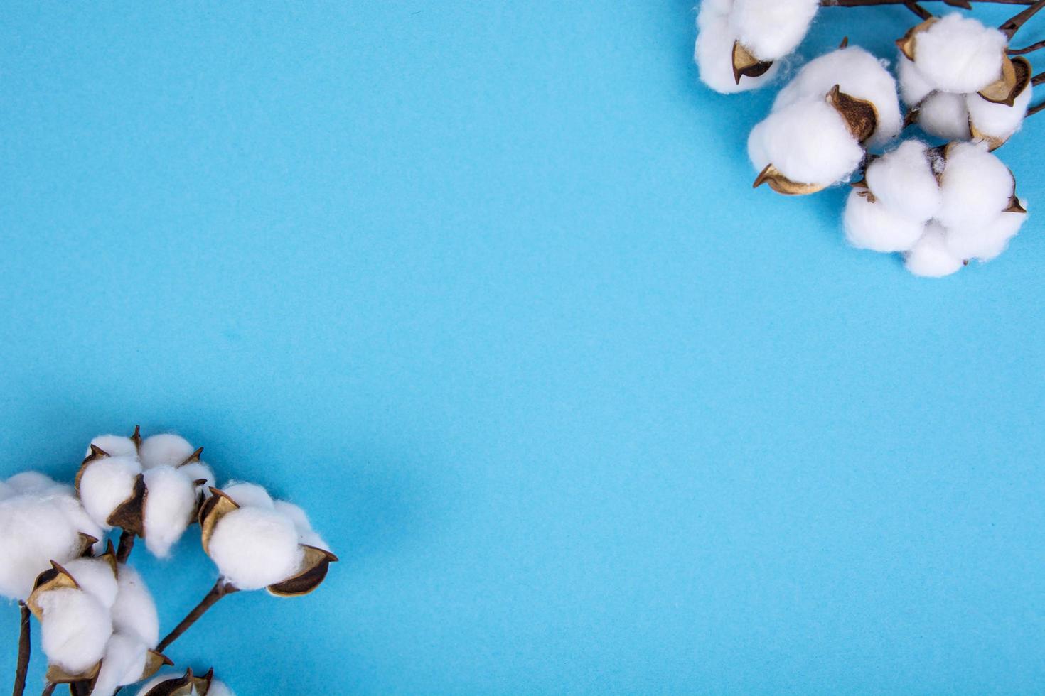 Cotton flowers on blue background. Natural Photo