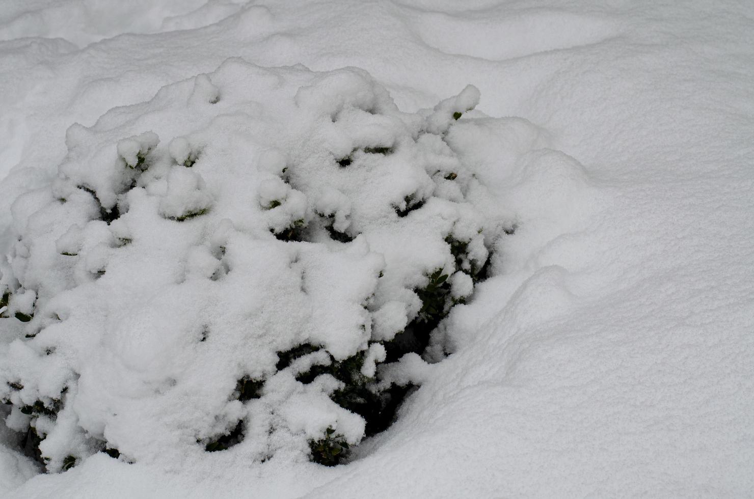 Winter. The first snow on branches of bushes and trees. photo