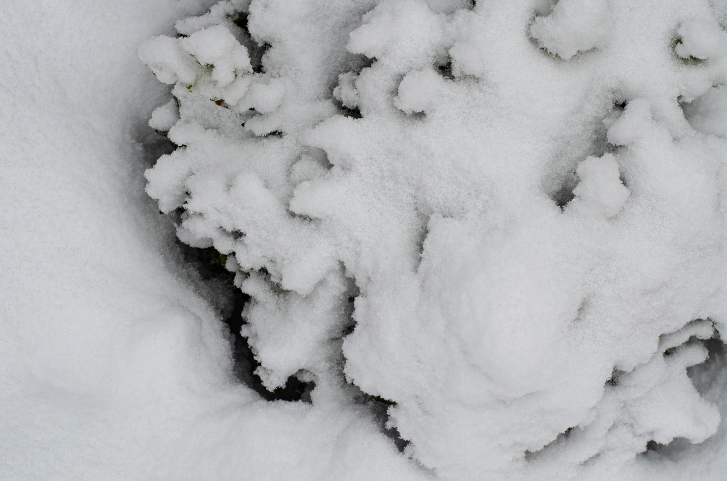 Winter. The first snow on branches of bushes and trees. photo