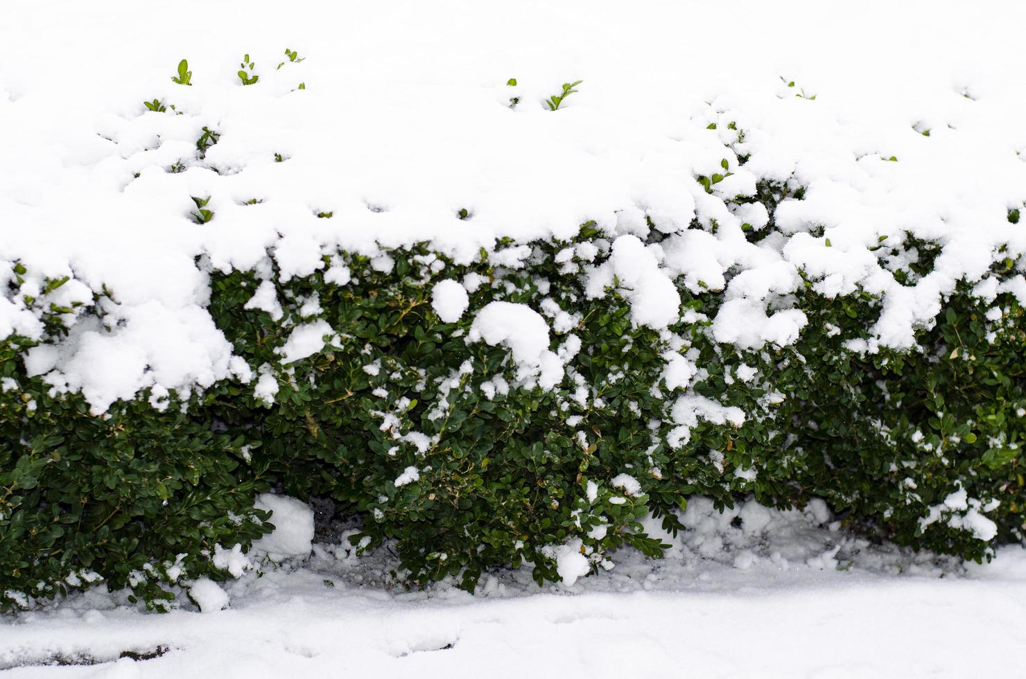 invierno. la primera nieve en ramas de arbustos y árboles. foto