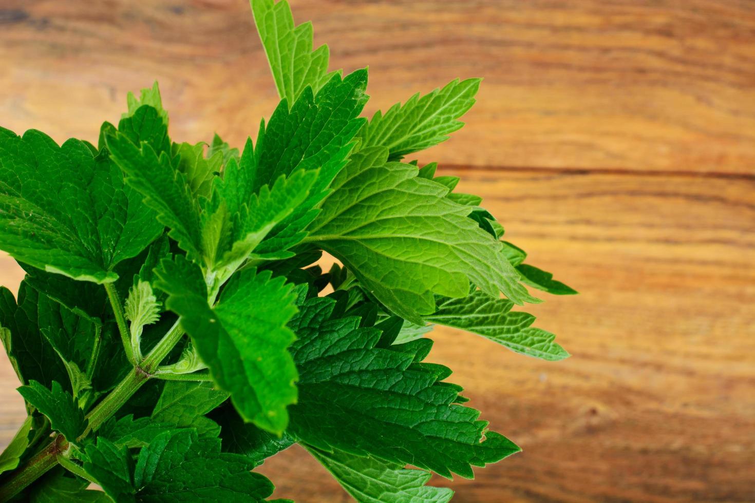 Fresh Green Mint, Lemon Balm photo