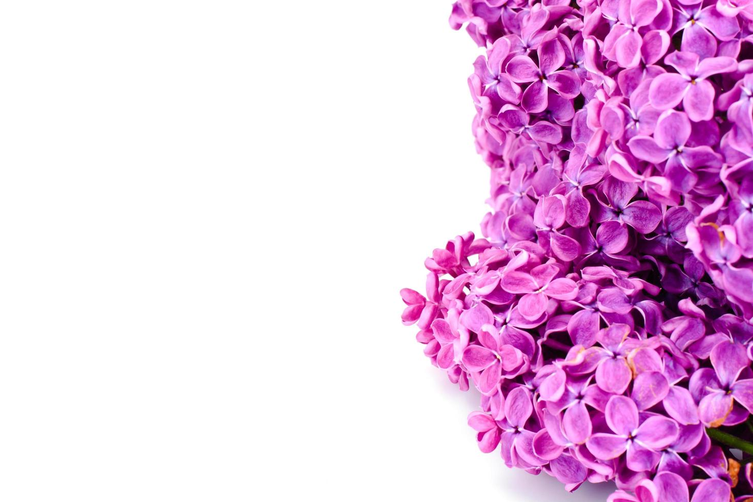 Spring Flowers of Lilac photo