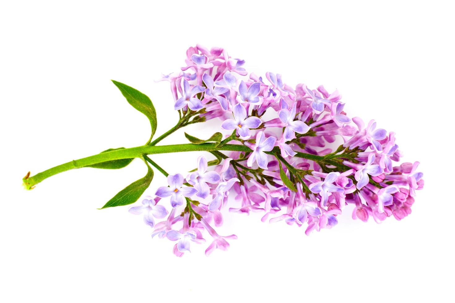 Spring Lilac Flowers on a White Background photo