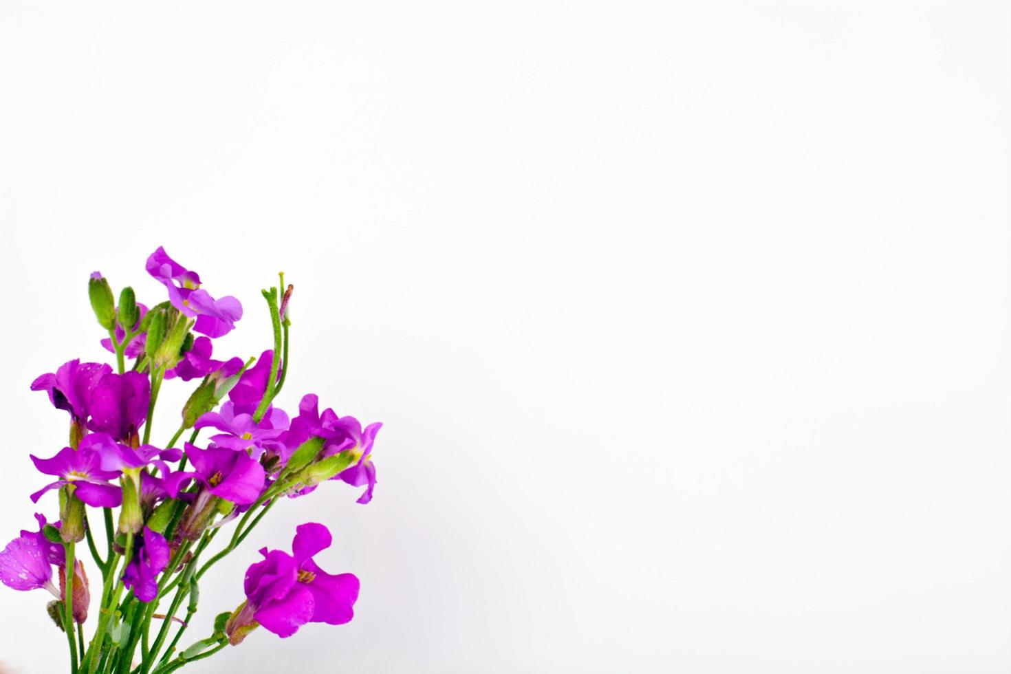flor violeta sobre fondo claro foto