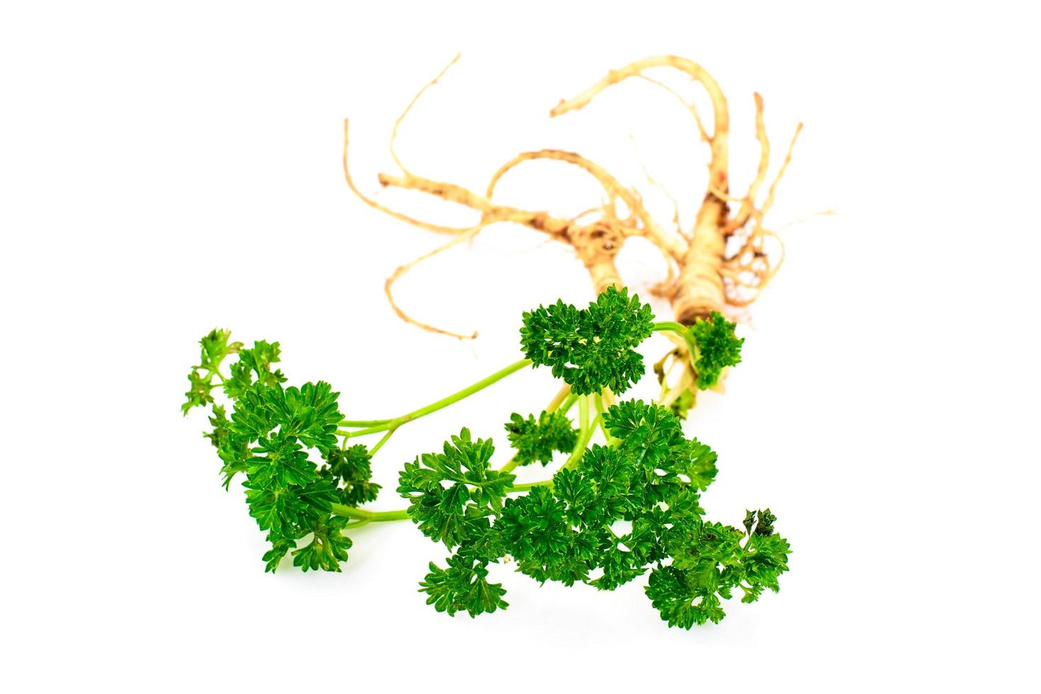 perejil verde con raíz foto
