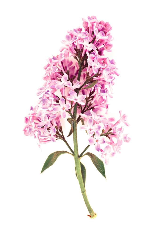 Spring Lilac Flowers on a White Background photo