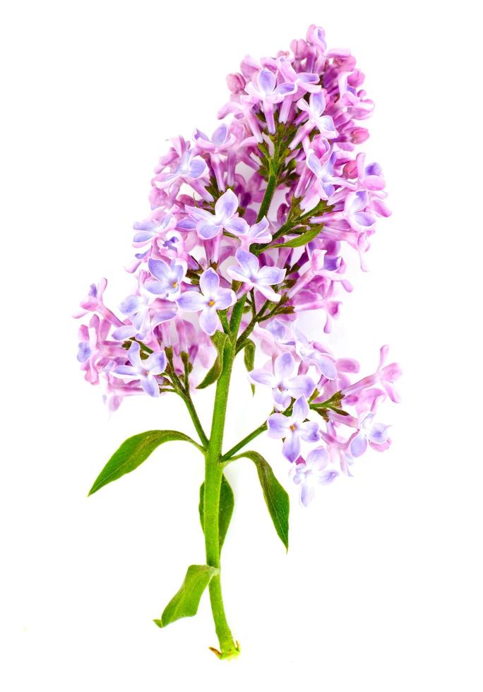 Spring Lilac Flowers on a White Background photo