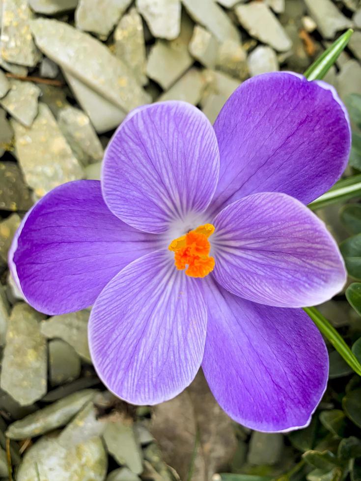 First spring flowers purple crocuses grow in ground. photo