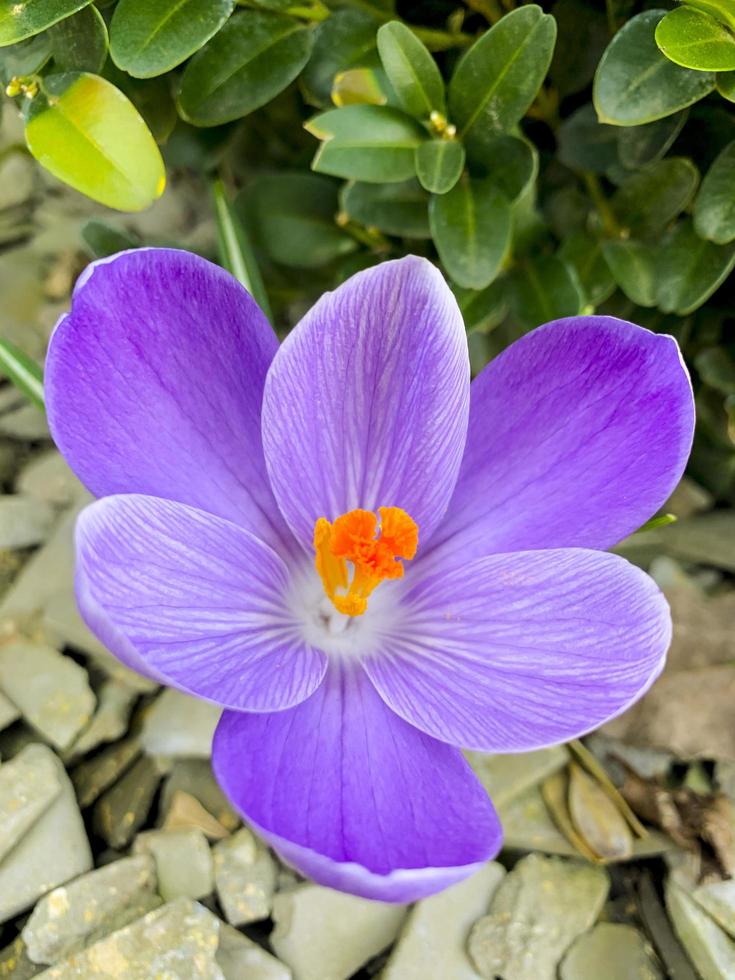 First spring flowers purple crocuses grow in ground. photo