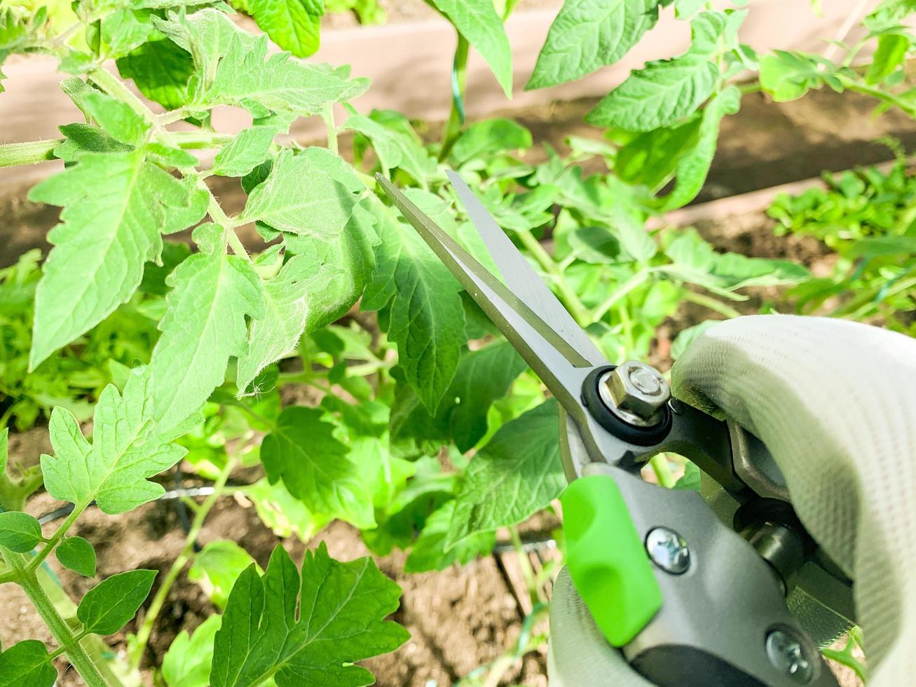 Pruning and care of tomato in greenhouse photo