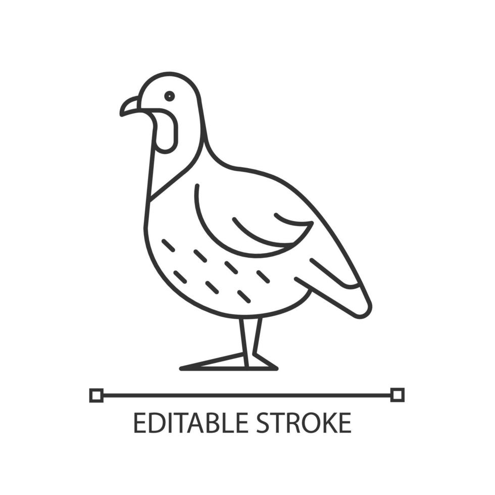 Partridge linear icon. Small domestic fowl. Grey landfowl breed. Livestock husbandry. Thin line customizable illustration. Contour symbol. Vector isolated outline drawing. Editable stroke