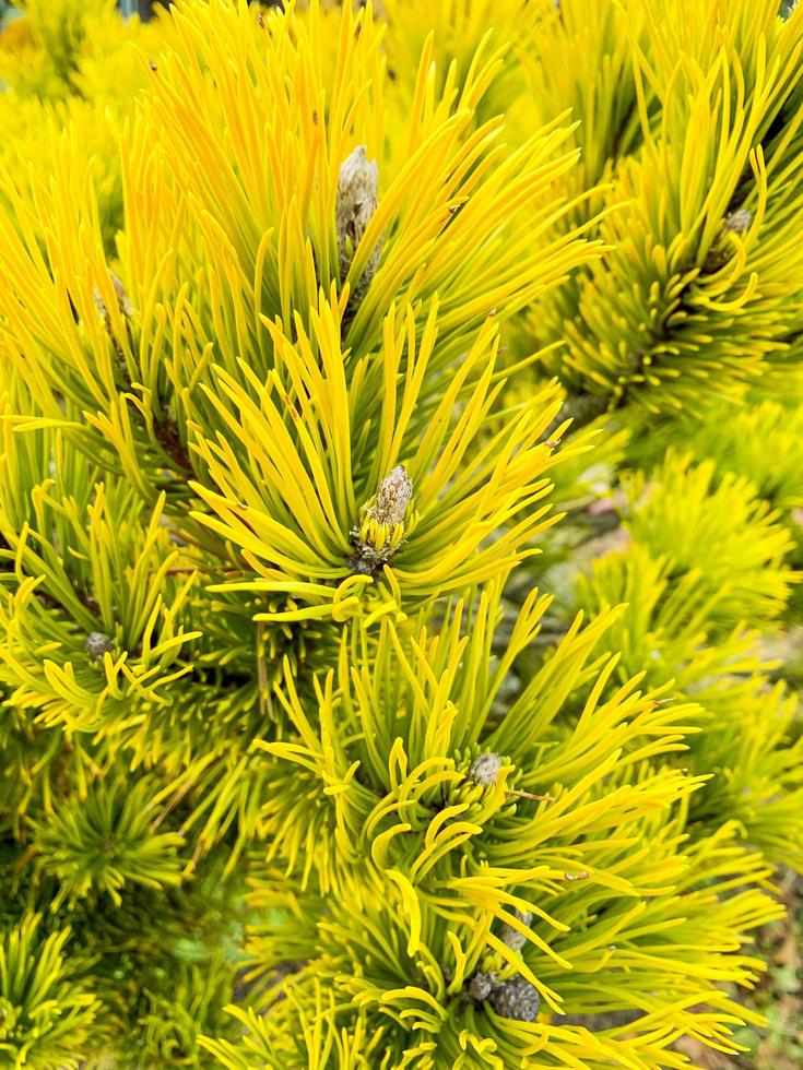Texture, green background from branches of coniferous trees photo