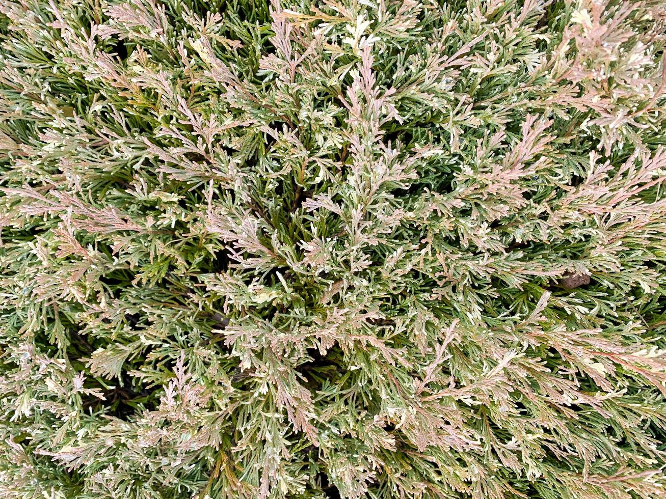 Texture, green background from branches of coniferous trees photo