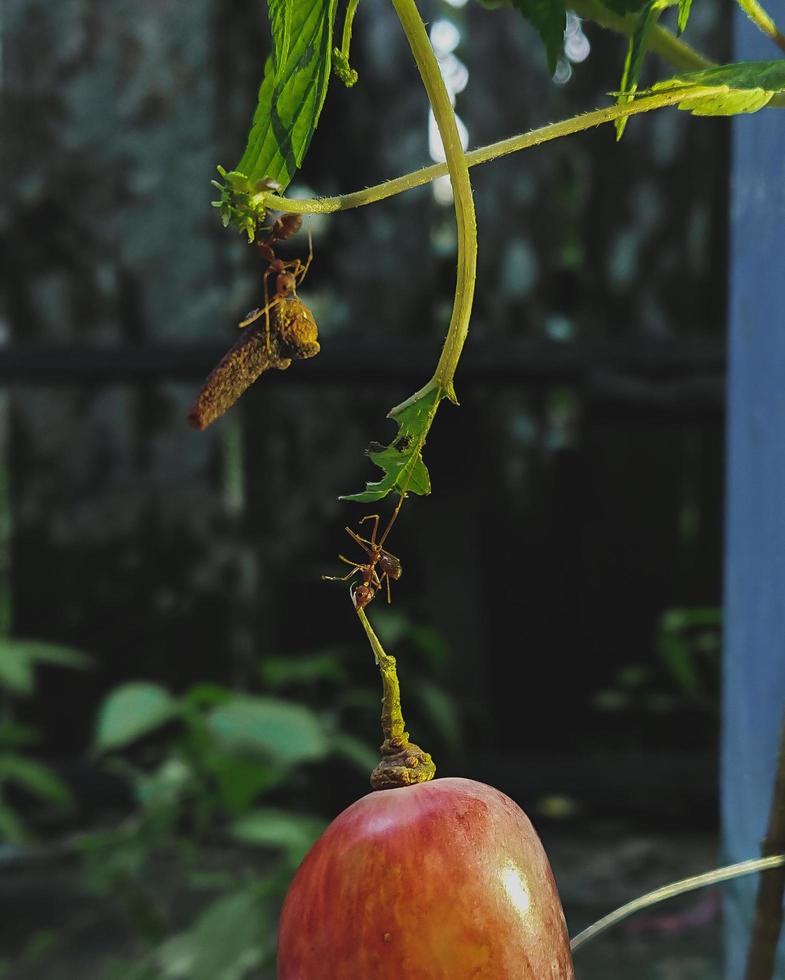 red ants work together to bring food photo