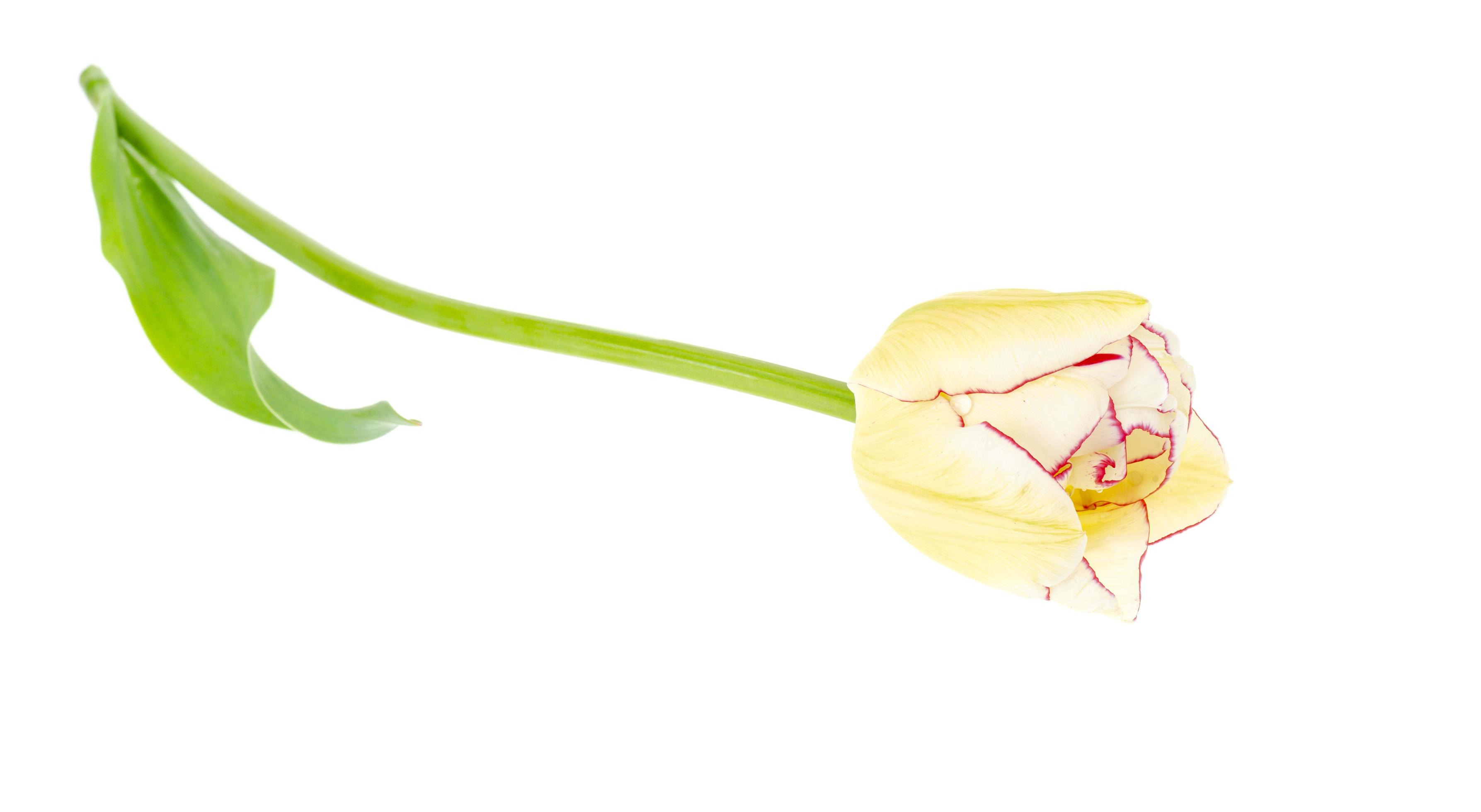 tulip pink off white