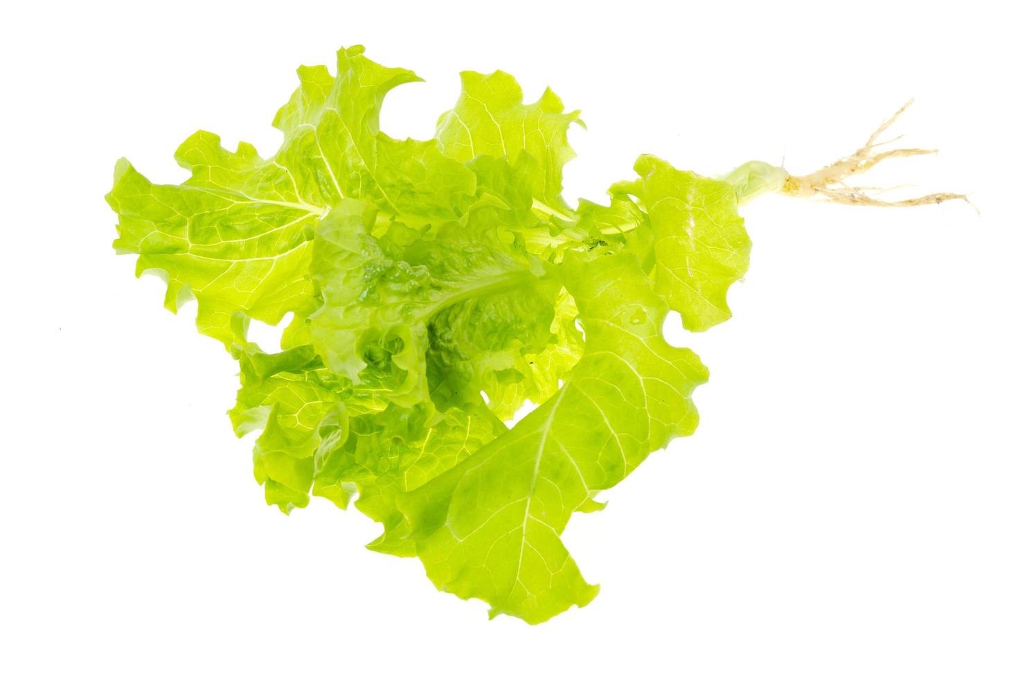 Ensalada de hojas de lechuga verde con raíces con tierra sobre fondo blanco. foto