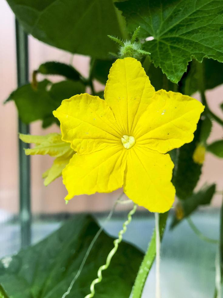 Pepinos verdes maduros pepinillos en arbustos en invernadero en verano, cosecha foto