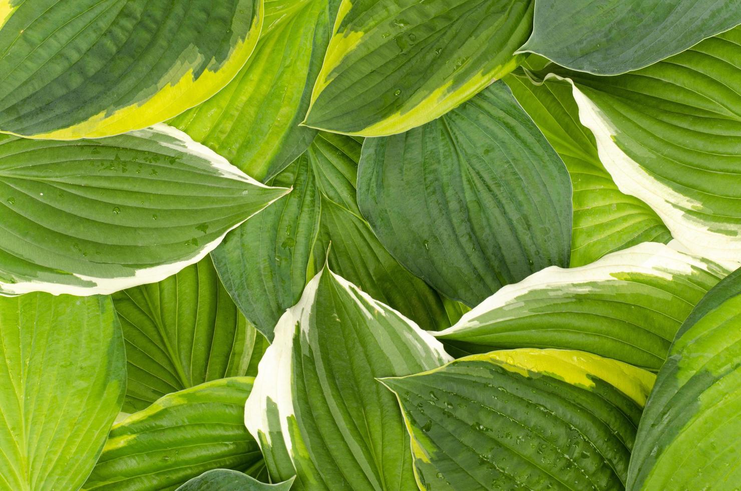 Background, postcard, banner from decorative hosta leaves. Studio Photo