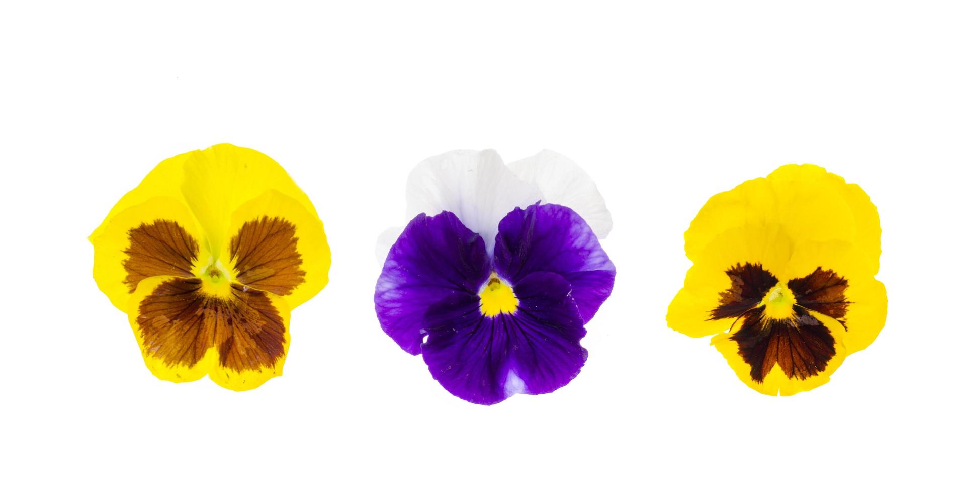 Beautiful viola flowers isolated on white background photo