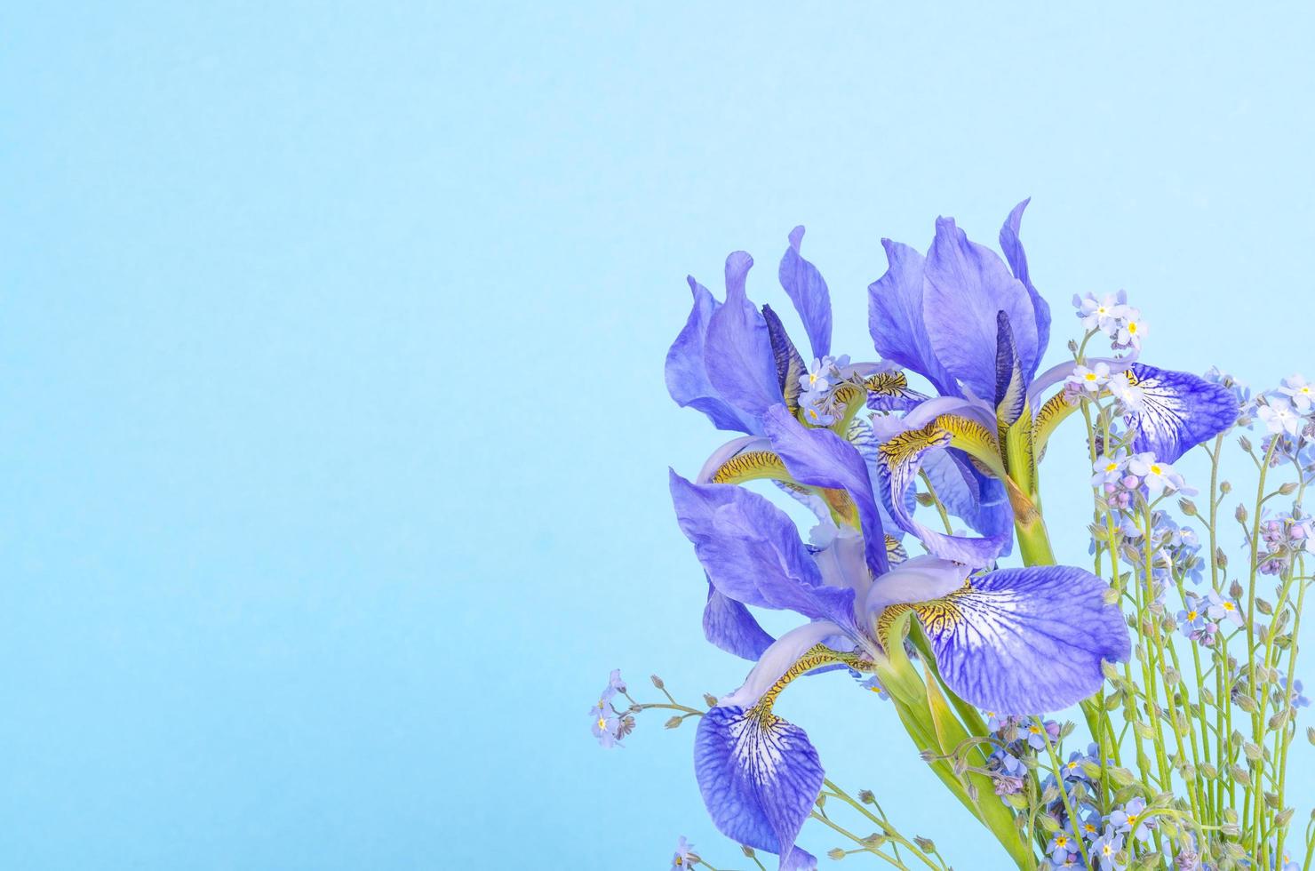 Iris de jardín azul fresco sobre fondo de papel brillante. foto