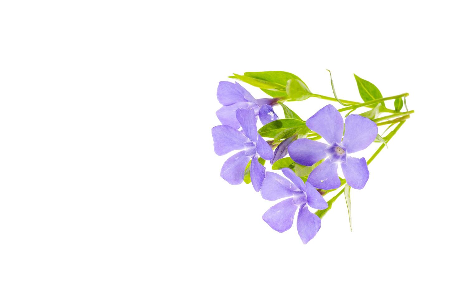 Small pastel lilac flowers isolated on white background. photo