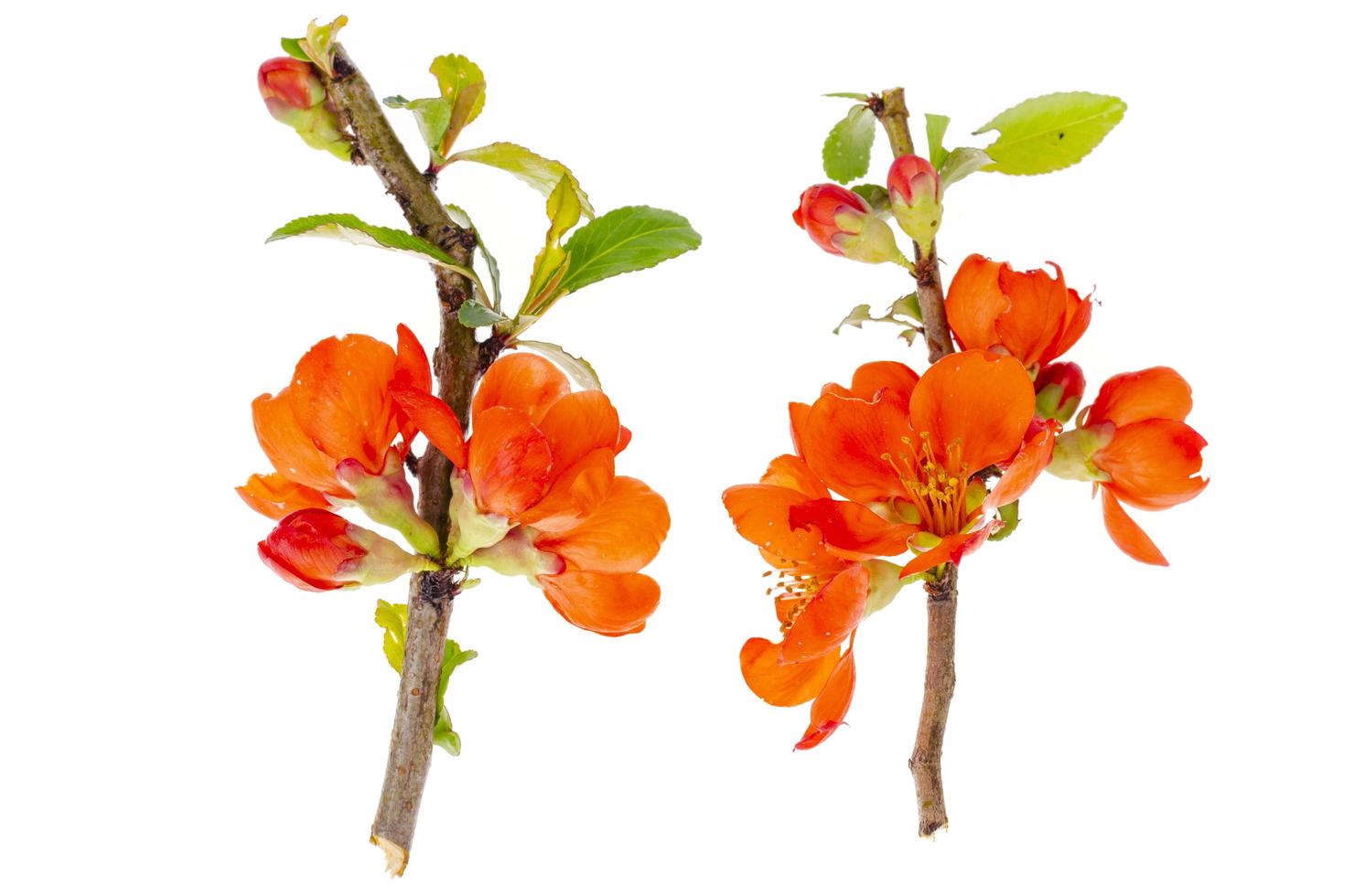 Delicate pink flowers of Japanese quince garden photo