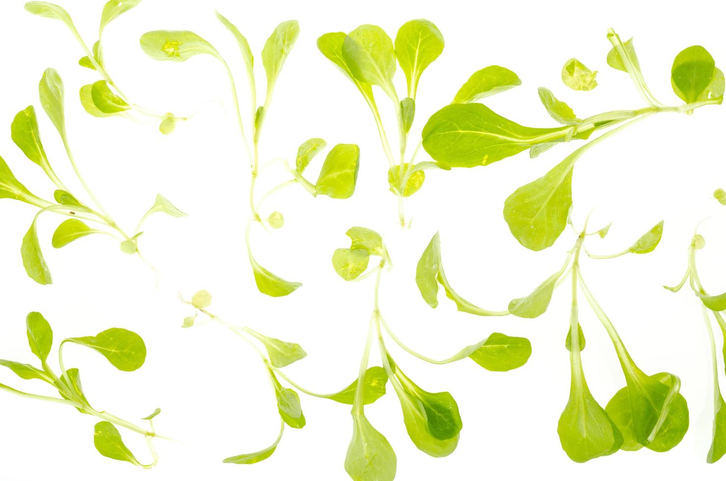 Green leaves of cornsalad isolated on white background photo