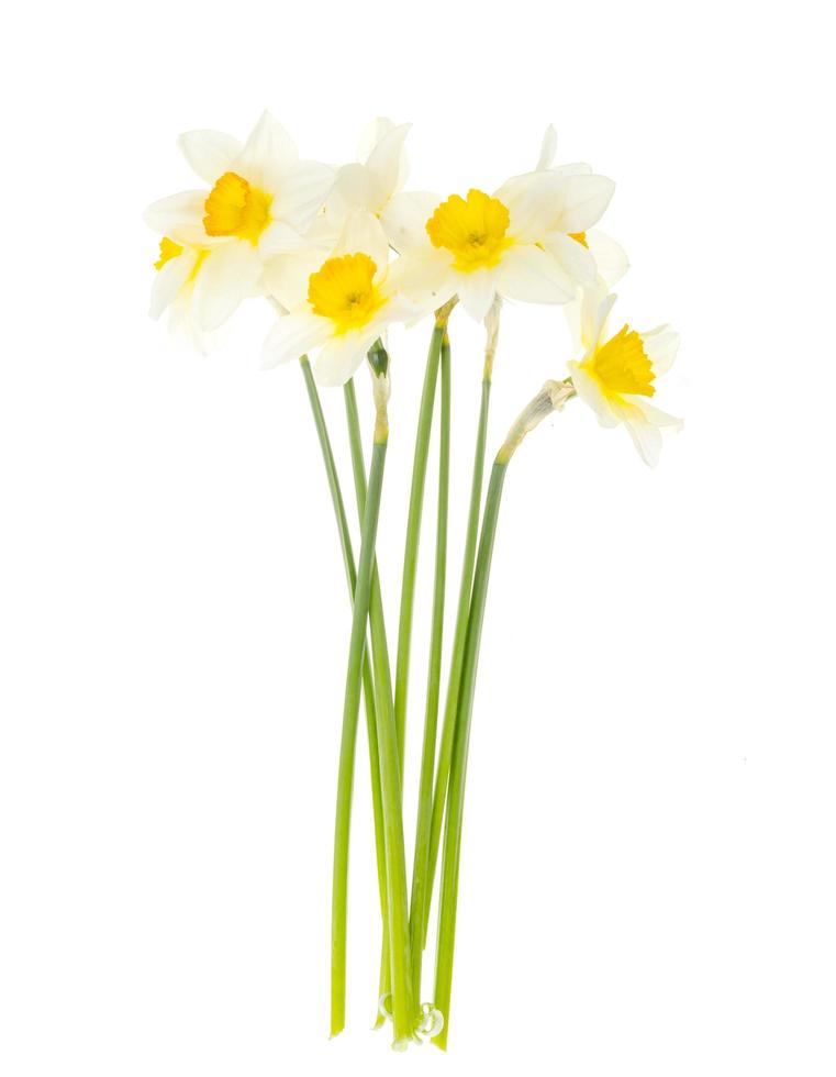 Tender spring garden daffodils on white background. photo